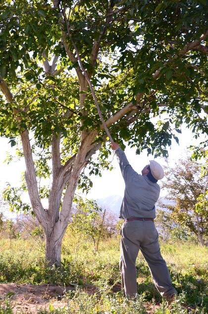 Cómo se retiran los frutos en un nogal.