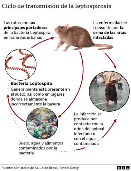 Cómo se transmite la peptospirosis