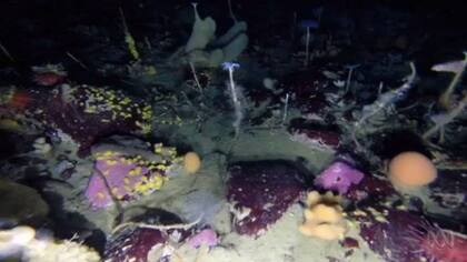 Cómo se ve Antártida treinta metros bajo el hielo