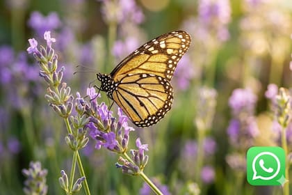 Cómo se vería el "modo mariposa dorada"