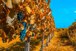 10 tintos desde $550 para conocer Gualtallary, la región de la que todos hablan