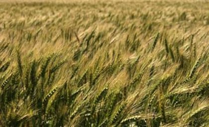 En relación al trigo, las proyecciones de producción de Rusia bajaron de los 90 a los 85 millones de toneladas