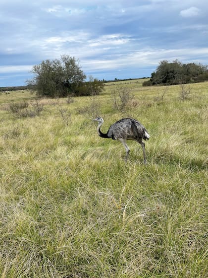 Como todos los animales devueltos a El Potrero, el ñandú permanece 40 días en el corral de presuelta antes de ser liberado
