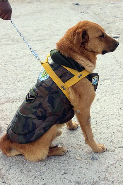 Como Tom, Cabo no es un perro de raza; fue ascendido a sargento por el Ejército Argentino en 2016