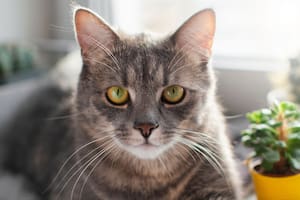 Cómo traducir los años de un gato a años humanos, explicado por expertos