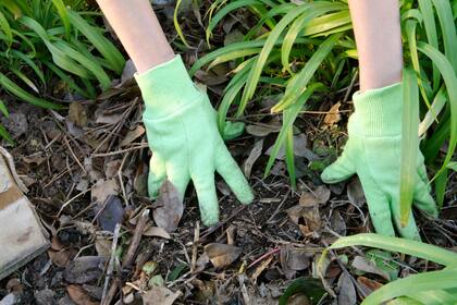 Como un manto natural, las hojas secas protegen las raíces del frío y conservan la humedad del suelo