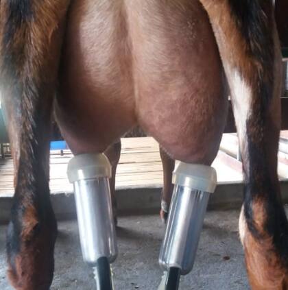 Como un tambo neozelandés, ordeñan 10 meses, de mayo a marzo, y tienen entre 45/60 días de descanso