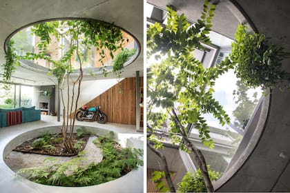 Como una chimenea vertical, el patio lleva luz y aire a los tres niveles de la vivienda y permite, además, que el árbol se oxigene y reciba agua de lluvia al abrir el techo. El cantero de 4 metros de diámetro también aloja helechos y un camino de grava blanca.