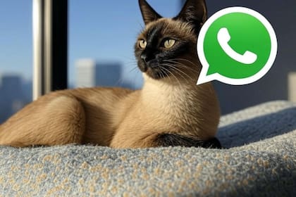 Cómo usar el "modo gato siamés"