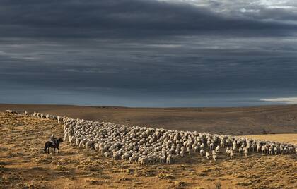 Compañías de Tierras del Sud Argentino que está desarrollando un trabajo de mejoramiento genético en ovinos para el doble propósito: lana y carne.