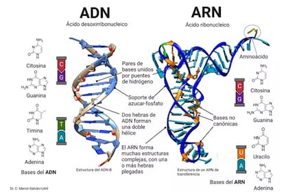 Comparación de las estructuras del ADN y el ARN. El ADN se considera un producto tardío de la evolución biológica. El ARN es posiblemente más antiguo, forma muchos tipos de estructuras y necesita nucleótidos no canónicos (en naranja) para ejercer su función