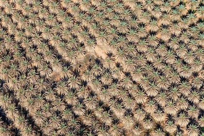 Los pueblos de AlUla mostraron un ingenioso aprovechamiento de los recursos, como muestra esta imagen de las prolíficas palmeras datileras de la zona.