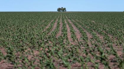 Polémica por un registro de la AFIP sobre tierras rurales productivas