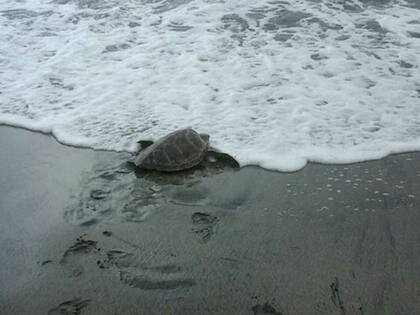 "Las tortugas marinas cantan desde el interior de su huevo para sincronizar la eclosión"