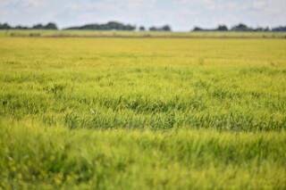 Compradores de EE.UU. adquieren trigo de Polonia en las últimas semanas