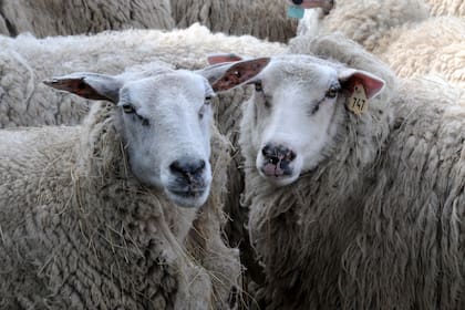 Compraron una majada de ovejas para criar y vender los corderos. Pero luego se entusiasmaron con la producción de leche y de quesos.