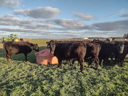Compuestos energéticos y proteicos de rápida asimilación en el rumen para uso en tambos, feedlot y extensivos.