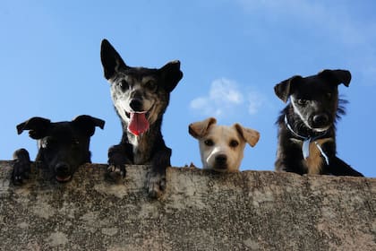 Comunicarse con una mascota puede ser una tarea difícil si no se sabe cómo hacerlo (Imagen ilustrativa)