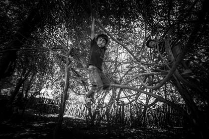 Un chico trepa a los árboles en Teniente Fraga