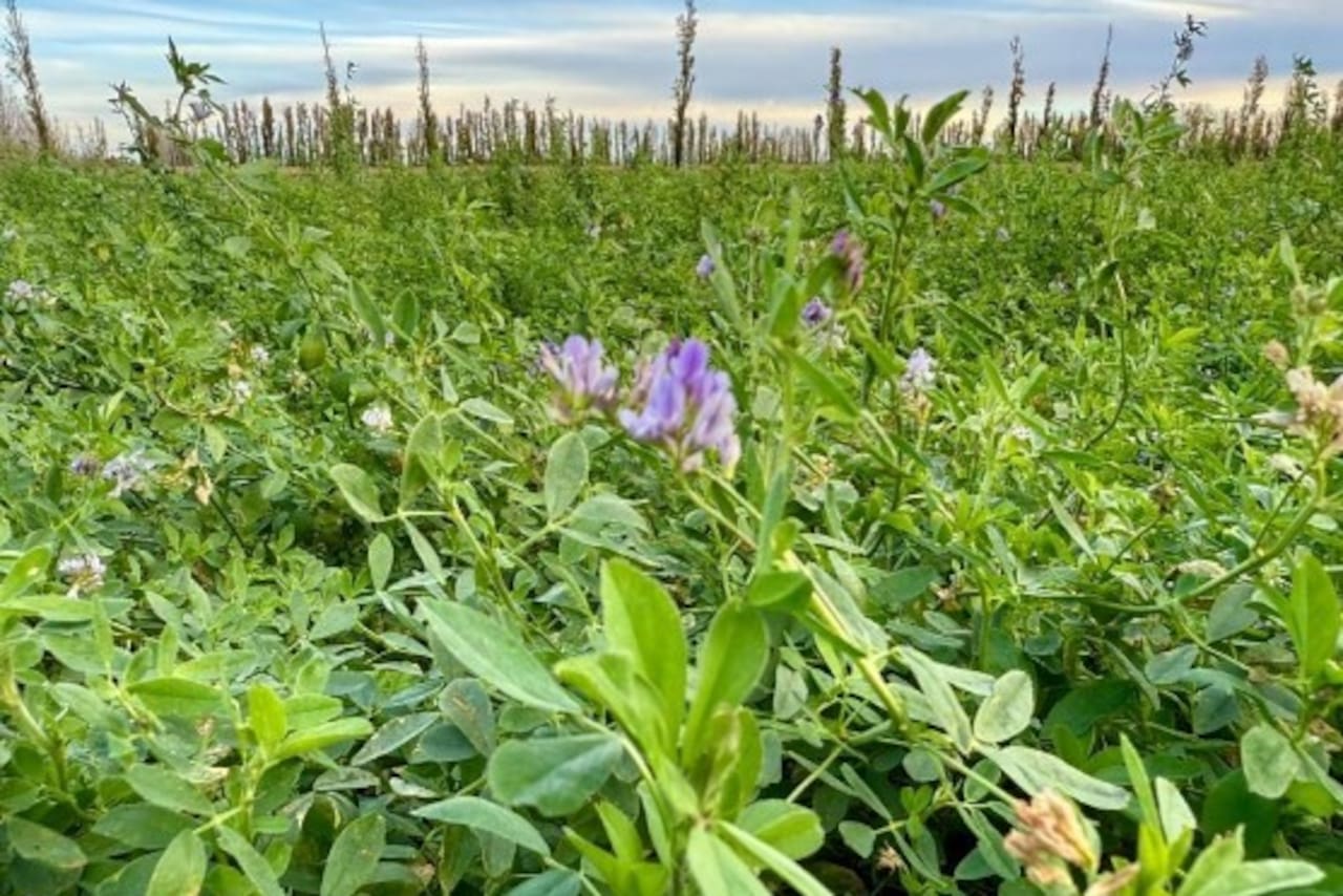 Productores y maquinaria agrícola en un campo durante la cosecha de alfalfa