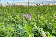 “La Argentina tiene un lugar reservado”: el cultivo que, según un clúster, será una gran oportunidad de negocio