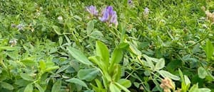 El cultivo que, según un clúster, será una gran oportunidad de negocio