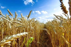 Difunden los primeros resultados de los análisis sobre la calidad del trigo 2025/2026