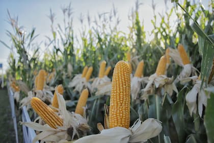 Con 67,6 millones de toneladas proyectadas, el cereal se consolida como el principal motor de la campaña