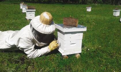 Con alimentación especialmente desarrollada, hacen más resistentes a las abejas. “Eso no perjudica en nada su salud", afirman