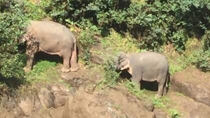Con ayuda de cuerdas, el equipo de rescate trasladó a los dos elefantes sobrevivientes del rebaño.