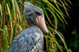 "Con boca de ametralladora": el pájaro africano que come cocodrilos