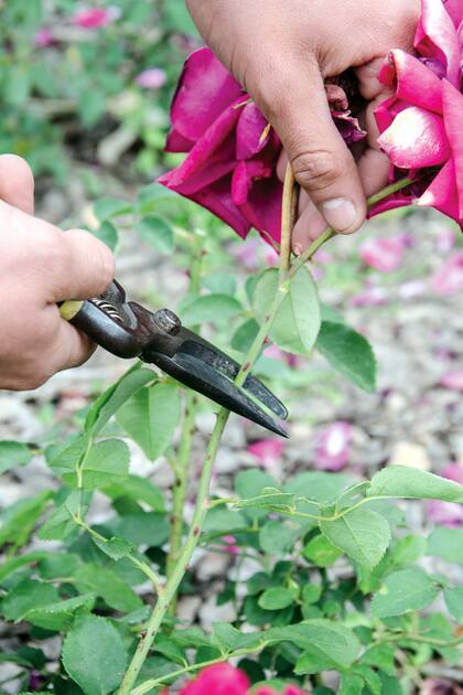 Con buen mantenimiento y poda, los rosales pueden seguir floreciendo hasta entrado el invierno