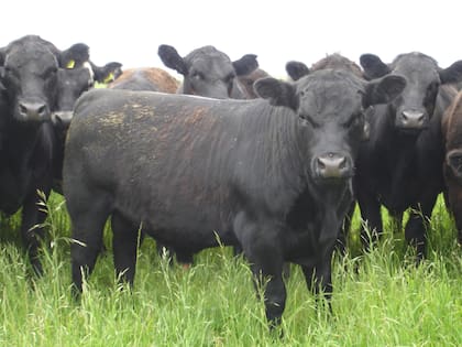 Con buena genética se asegura un alto ritmo de crecimiento de los terneros