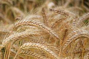 El acelerado ritmo de la cosecha en Estados Unidos acentuó la caída del precio del trigo