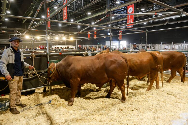 Tiene dos atributos: la Universidad Católica de Córdoba creó una superraza y trajo dos toros a la Rural