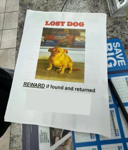 Con carteles, las rescatistas buscaron a sus dueños (Foto: The Dodo)