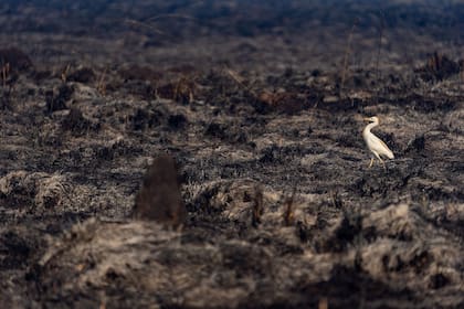 Con centenares de miles de hectáreas quemadas, las áreas de refugio para los animales que sobreviven se vuelven cada vez más limitadas