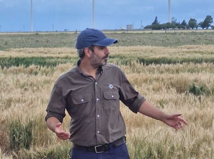 Con condiciones climáticas favorables, una demanda internacional sostenida y precios atractivos, la campaña triguera 2025/26 se perfila como una gran oportunidad para el sector