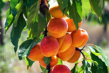 Con el cese de operaciones de la planta de Modesto en enero de este año, aproximadamente 75.000 toneladas de duraznos quedaron sin destino