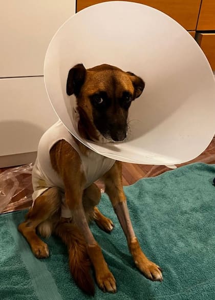 Con el collar isabelino, después de una de las tantas operaciones que se le hicieron para cerrar el punto infectado.