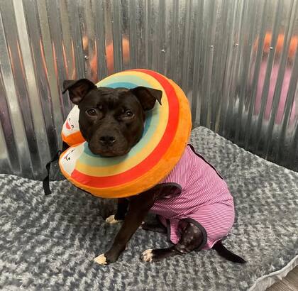 Con el correr de los días, Tudy fue recuperando fuerzas y sus heridas se cerraron.