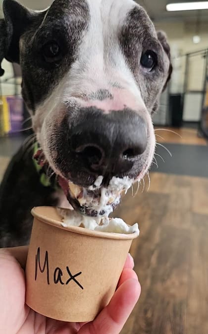 Con el correr de los meses, Max mostró una recuperación sorprendente.