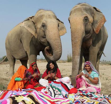 Con el esfuerzo de muchos voluntarios, los animales no pasan frío durante el invierno de India