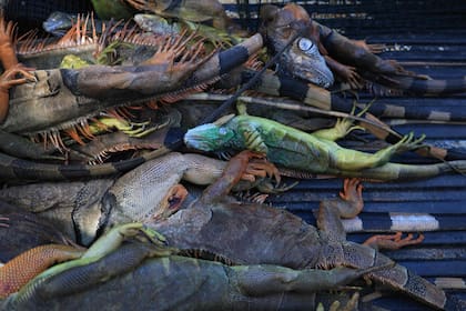 Con el frío, las iguanas entran en un estado de congelamiento que las hace caer de los árboles