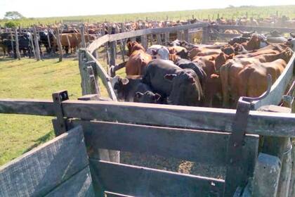 Con el ganado recuperado ayer ya se encontraron 369 animales de los 2000 que desaparecieron