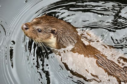 Con el hallazgo de esta nueva nutria ya son cuatro los tipos que existen en el mundo (imagen ilustrativa)