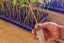 La técnica que está generando un fuerte cambio en la producción de hortalizas