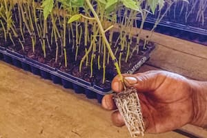 La técnica que está generando un fuerte cambio en la producción de hortalizas