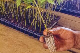 La técnica que está generando un fuerte cambio en la producción de hortalizas