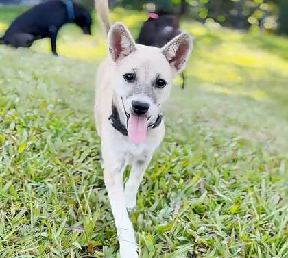 Con el pasar de los meses, recuperó su pelaje y pudo vivir felizmente (Captura: The Dodo)